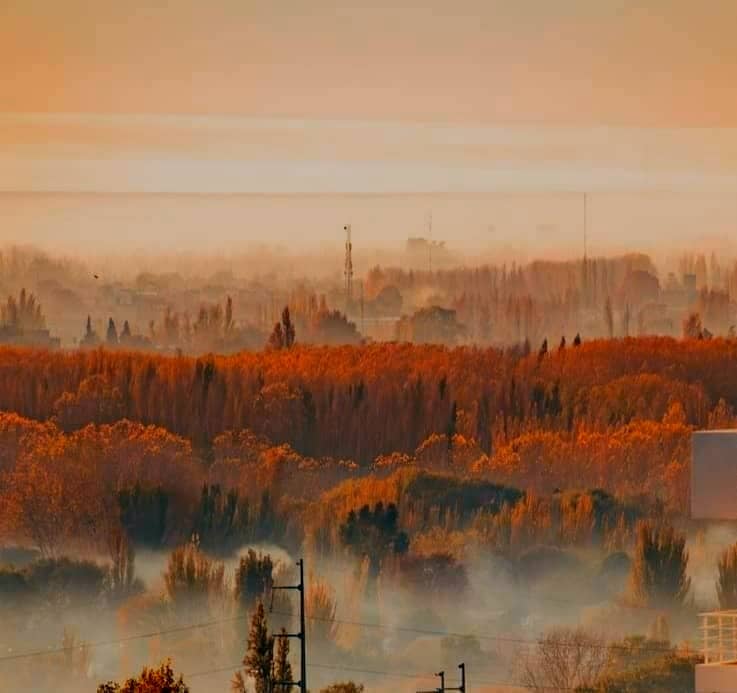Cars driving on a road with misty trees in background.