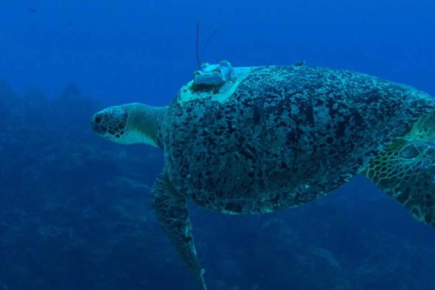 Sea turtle swimming underwater with encrusted barnacles and algae covering its shell, photographed against a deep blue ocean background.