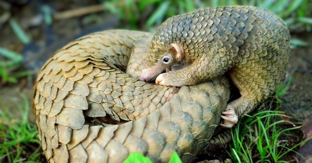 A Pangolin