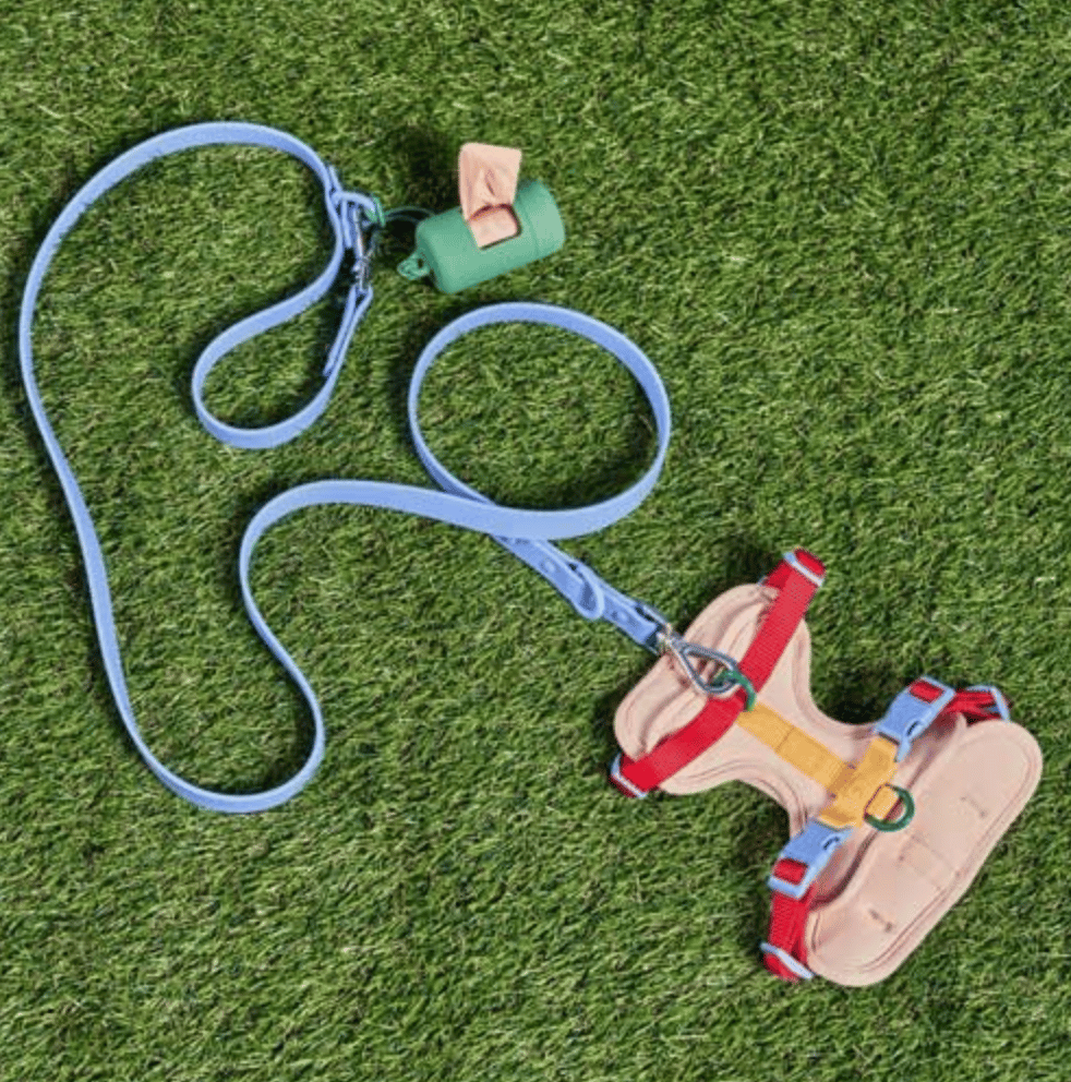 Colorful dog harness and leash