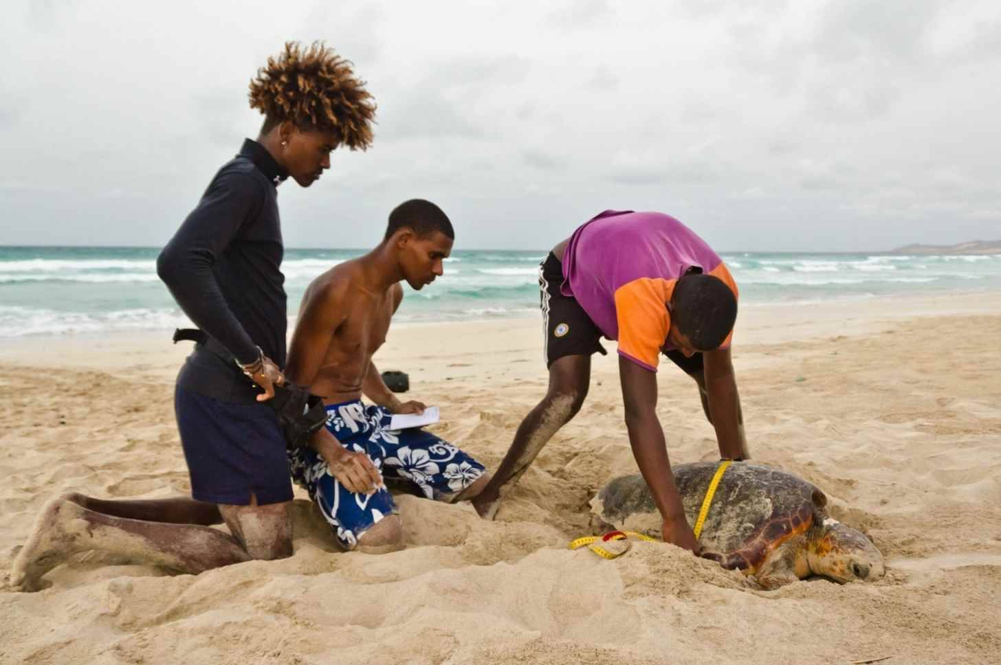 Three people on a beach measuring a turtle's shell