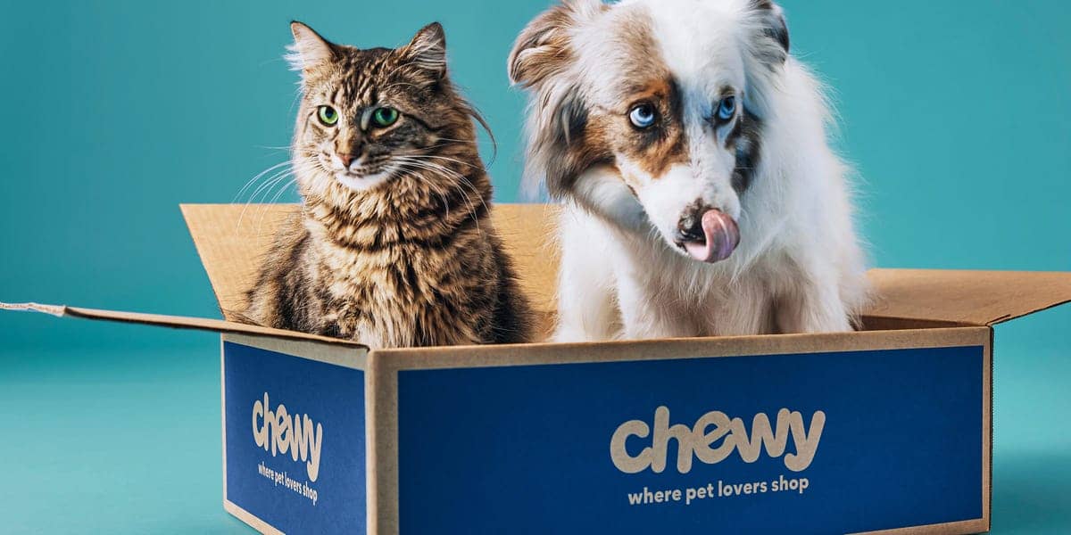 A cat and dog sitting in a Chewy-branded shipping box