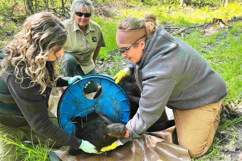 Three people removing a blue lid from around a black bear's neck