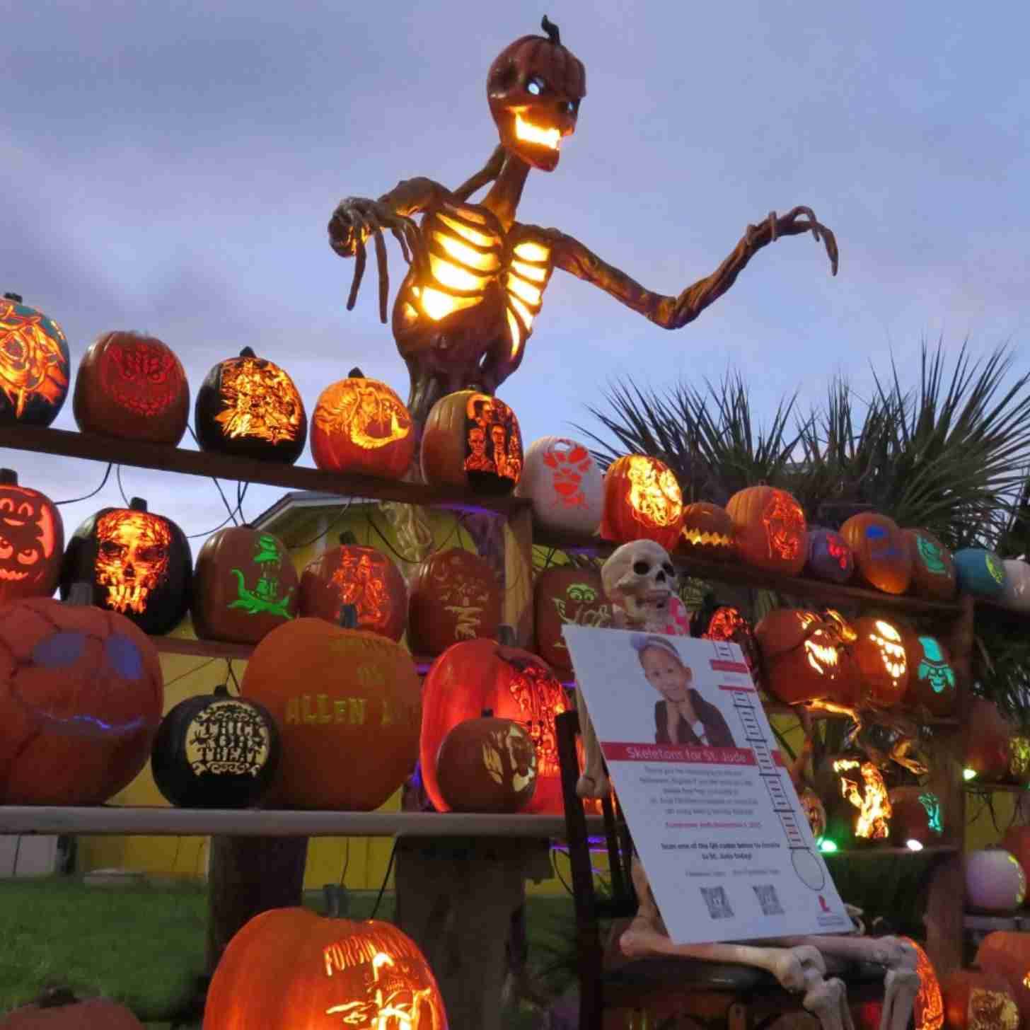 A large skeleton towering over lit-up carved pumpkins