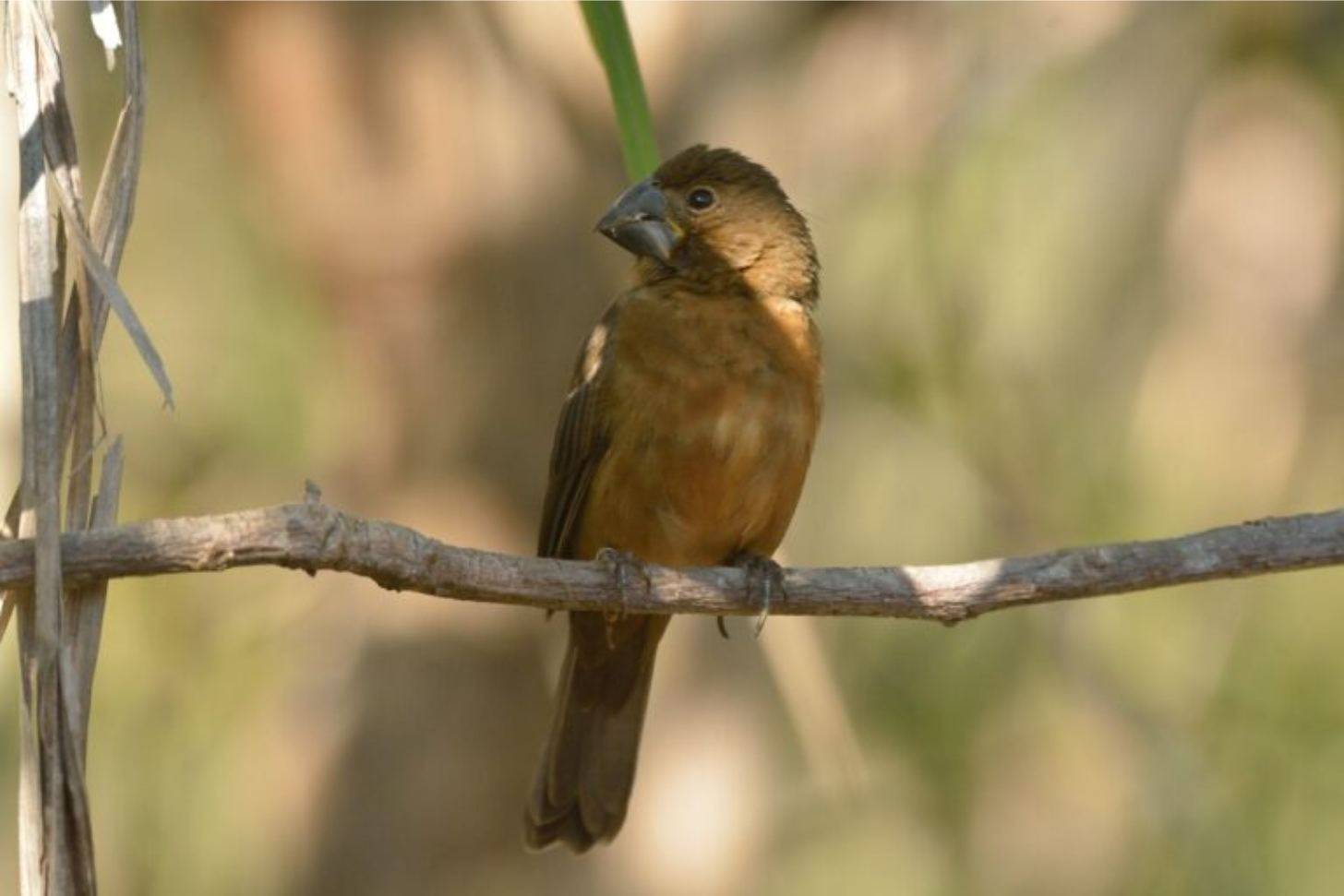 A small brown bird sitting on a branch