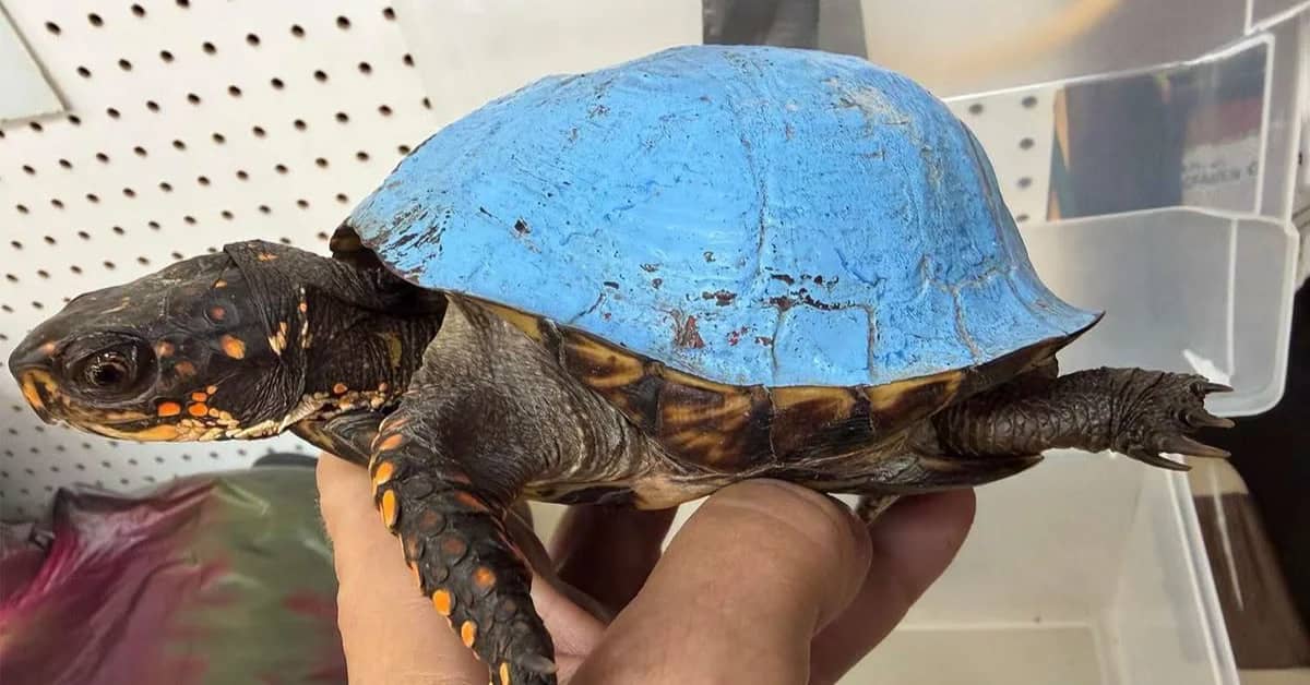 A small dark turtle with orange and yellow markings on its head and legs is held in someone's hands. The turtle's shell is painted bright blue and shows signs of wear and scratching.