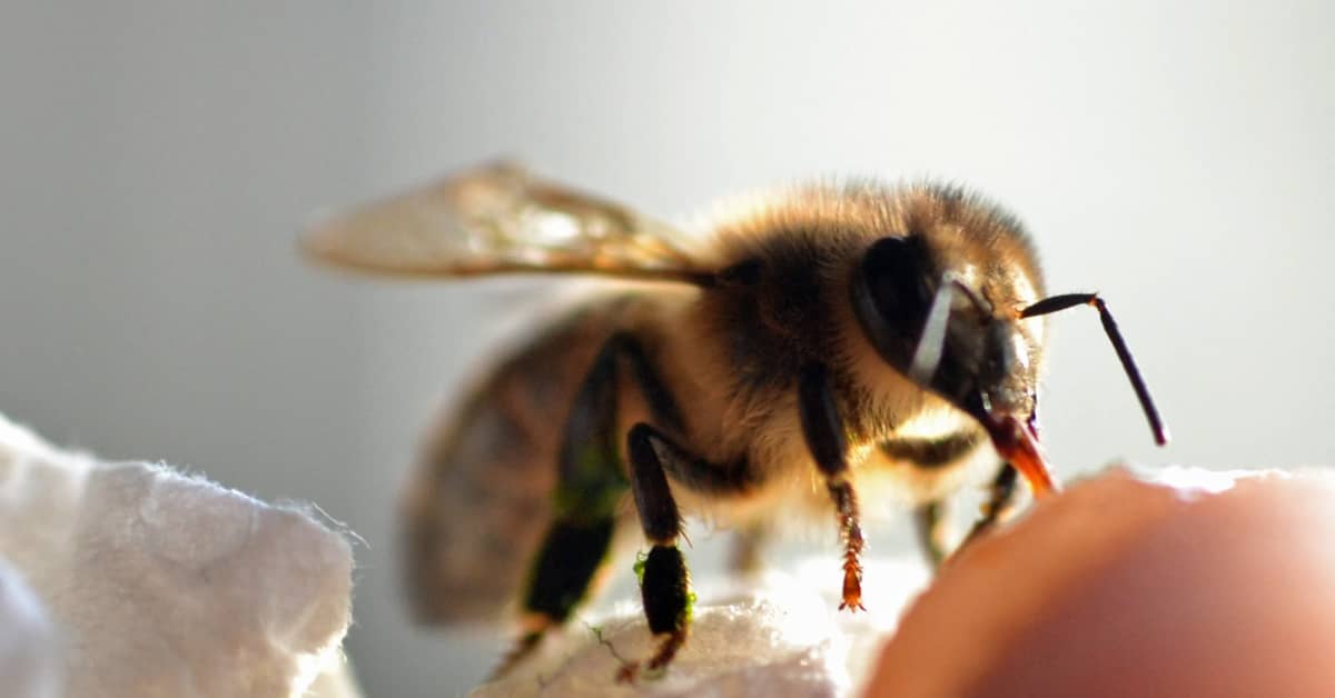Close-up of a fuzzy bee