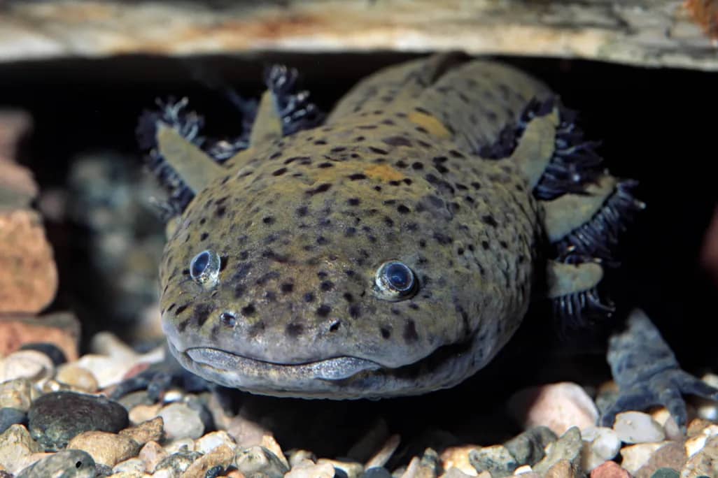 An axolotl in the wild