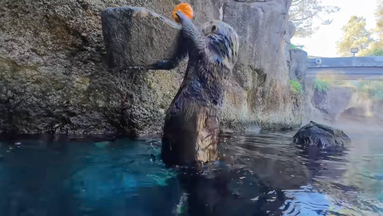 A large marine mammal with gray fur reaches out of the water holding a small orange pumpkin, it's reaching into a rock jutting out from the side of a rock face..