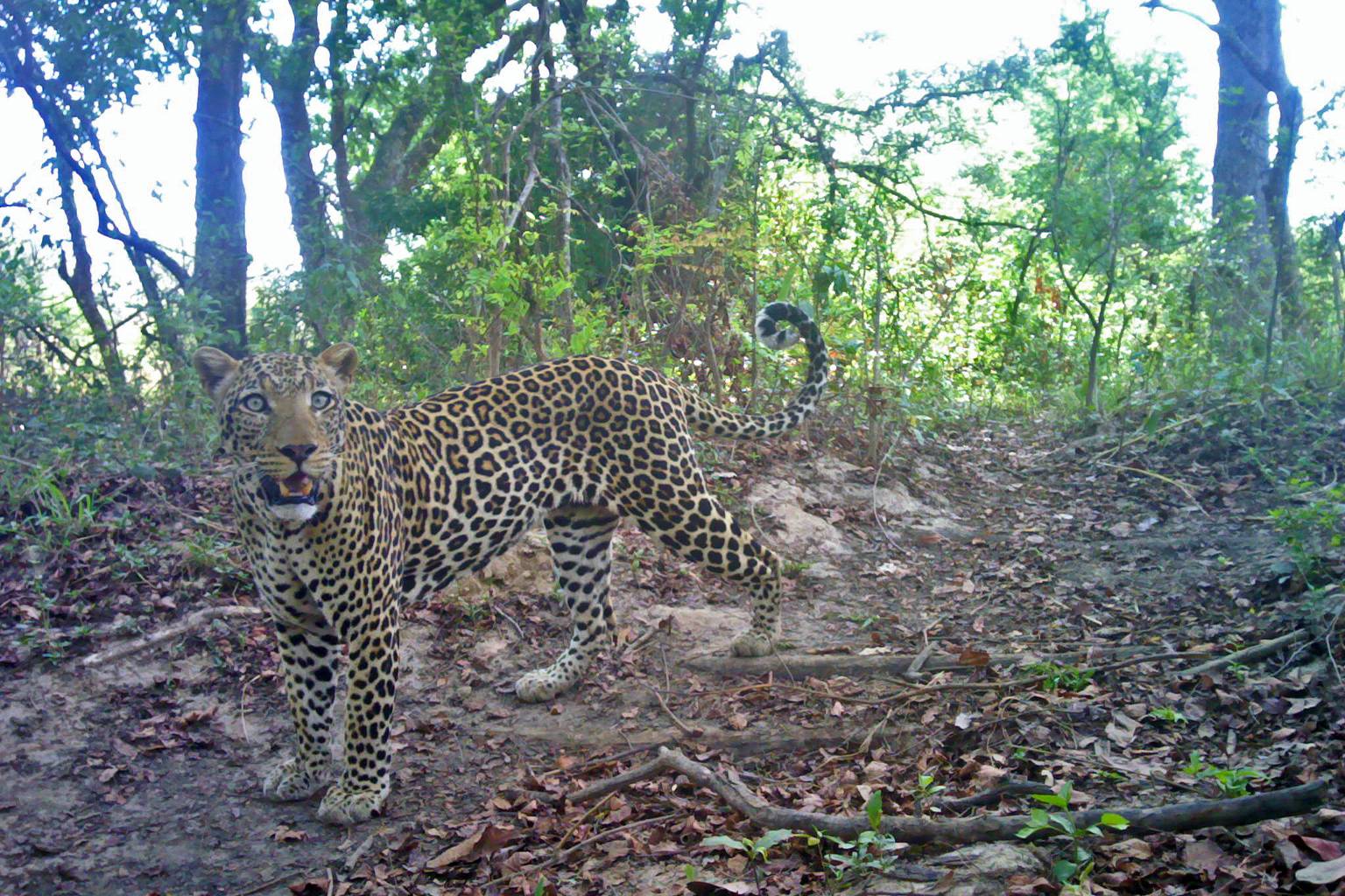 Leopard with its mouth slightly open on a trail with foliage around it