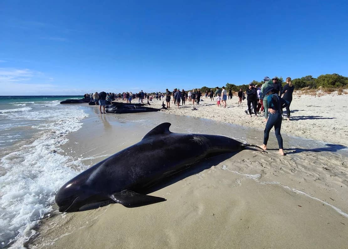 People walking on a beach with beached whales lining the shoreline