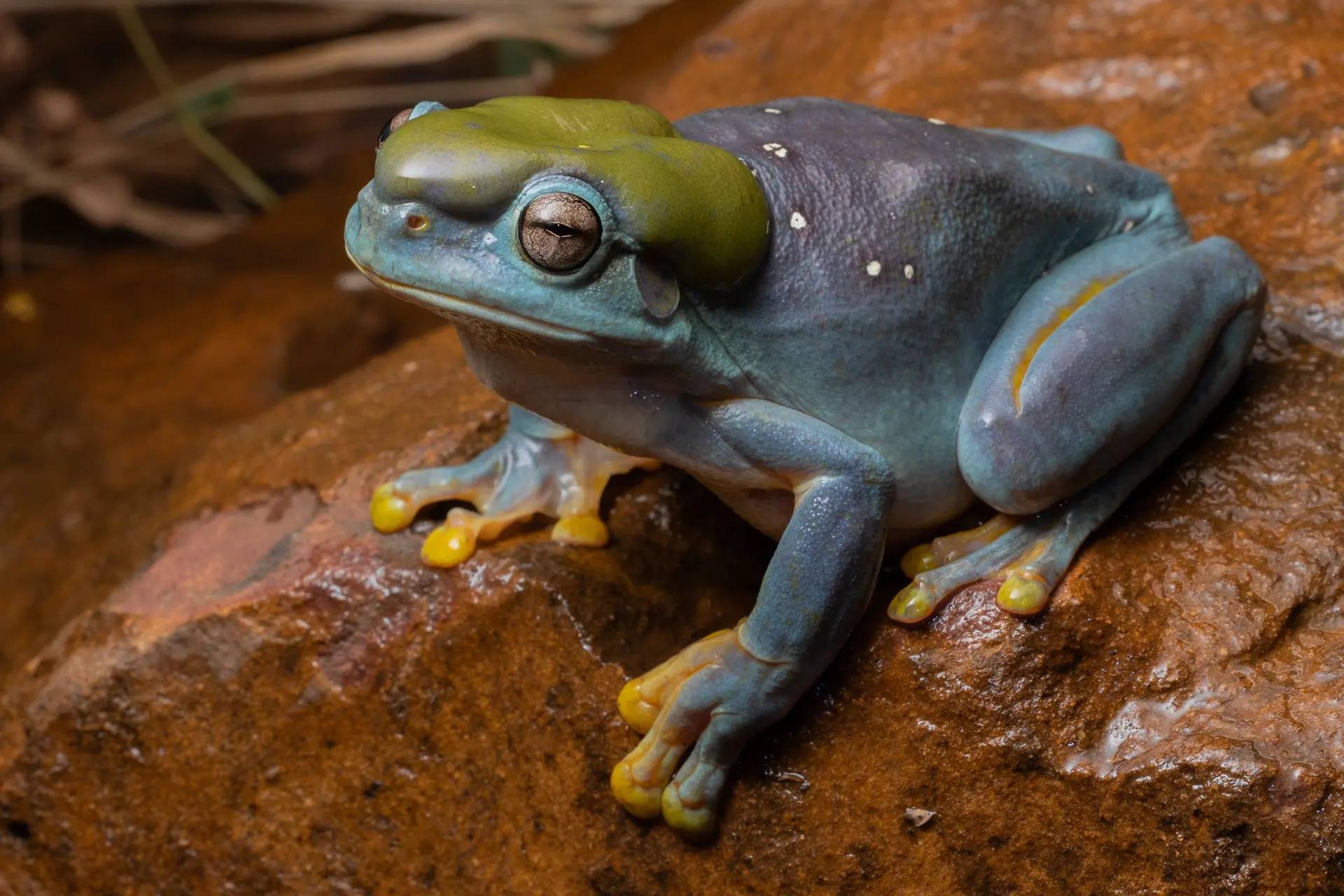 A blue-bodied frog with yellow hands and feet, a green head sits on a brown rock