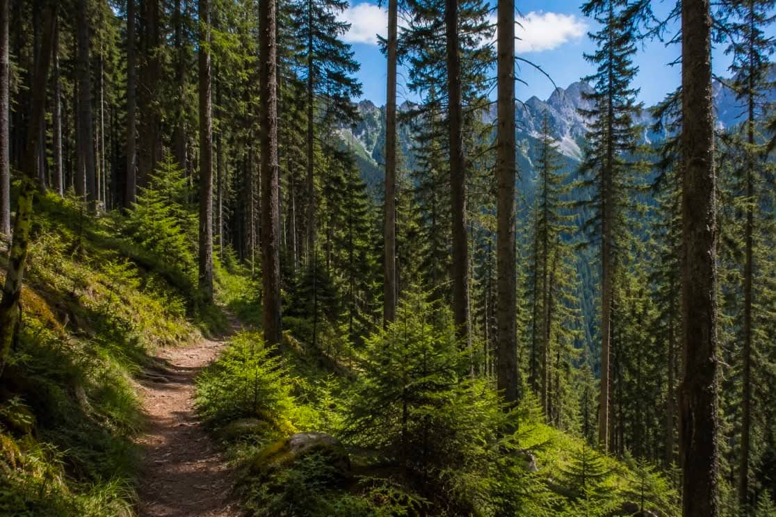 A walking trail in a dense forest with mountains rising in the background