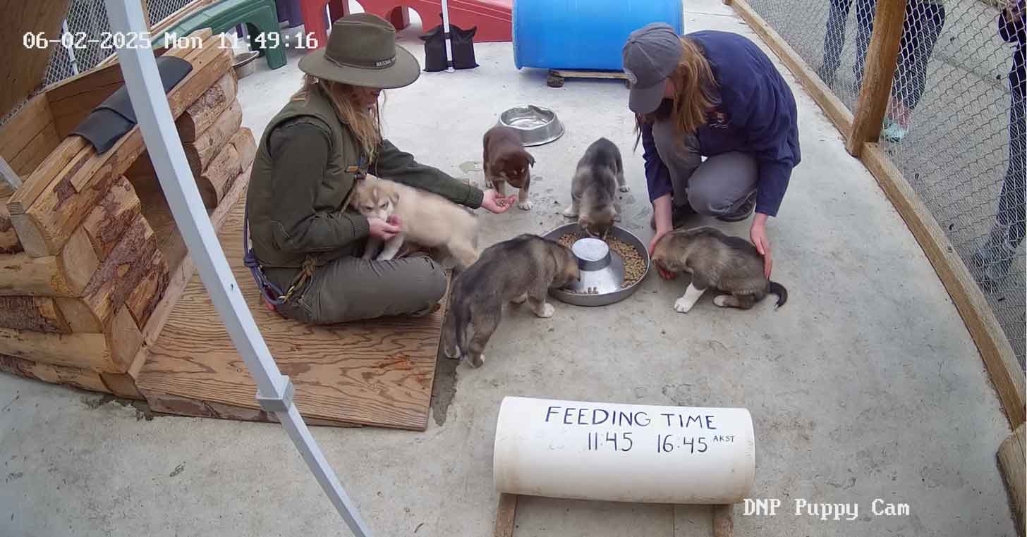 Still shot of live camera view of two people feeding five puppies