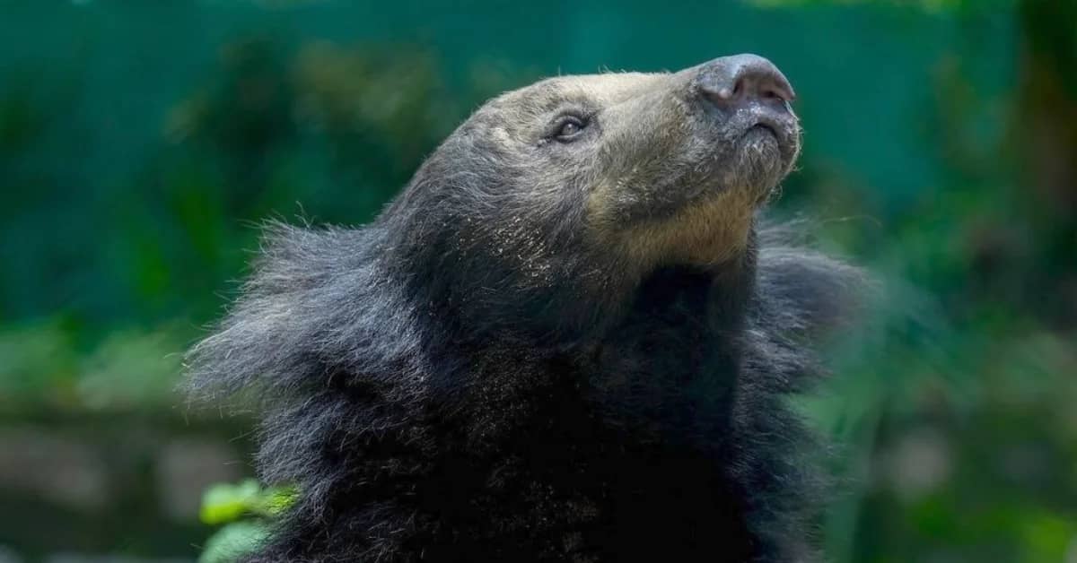 A dark-furred primate with a grayish face looks upward against a blurred green background.