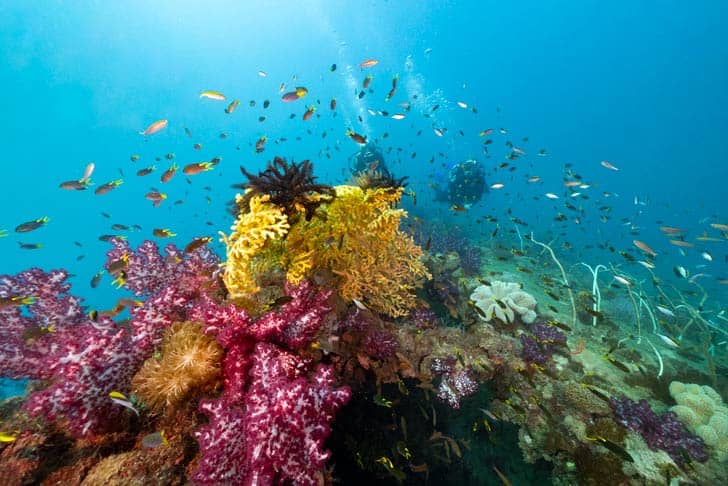 Colorful coral reef
