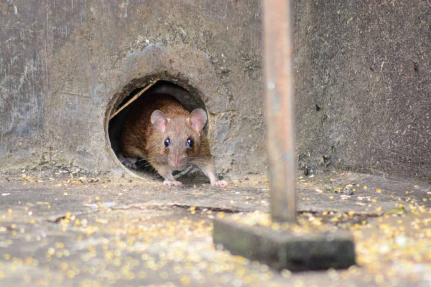 A brown rodent with pink ears and a pale belly emerges from a hole in a concrete wall, standing on a debris-scattered ground.