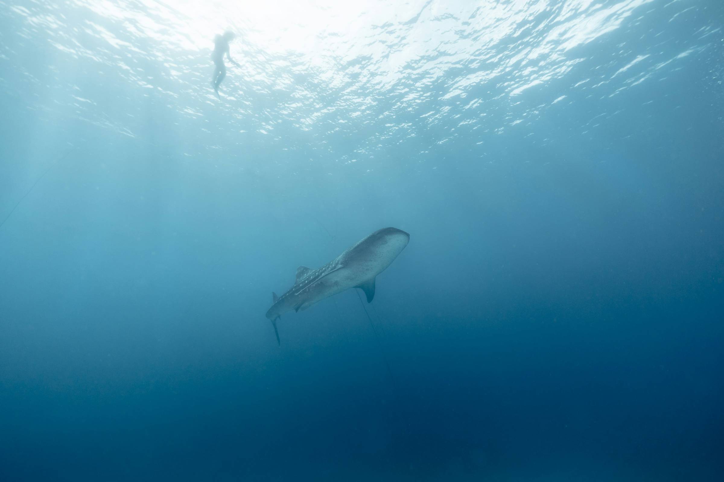 A shark surrounded by blue water with a diver near the surface