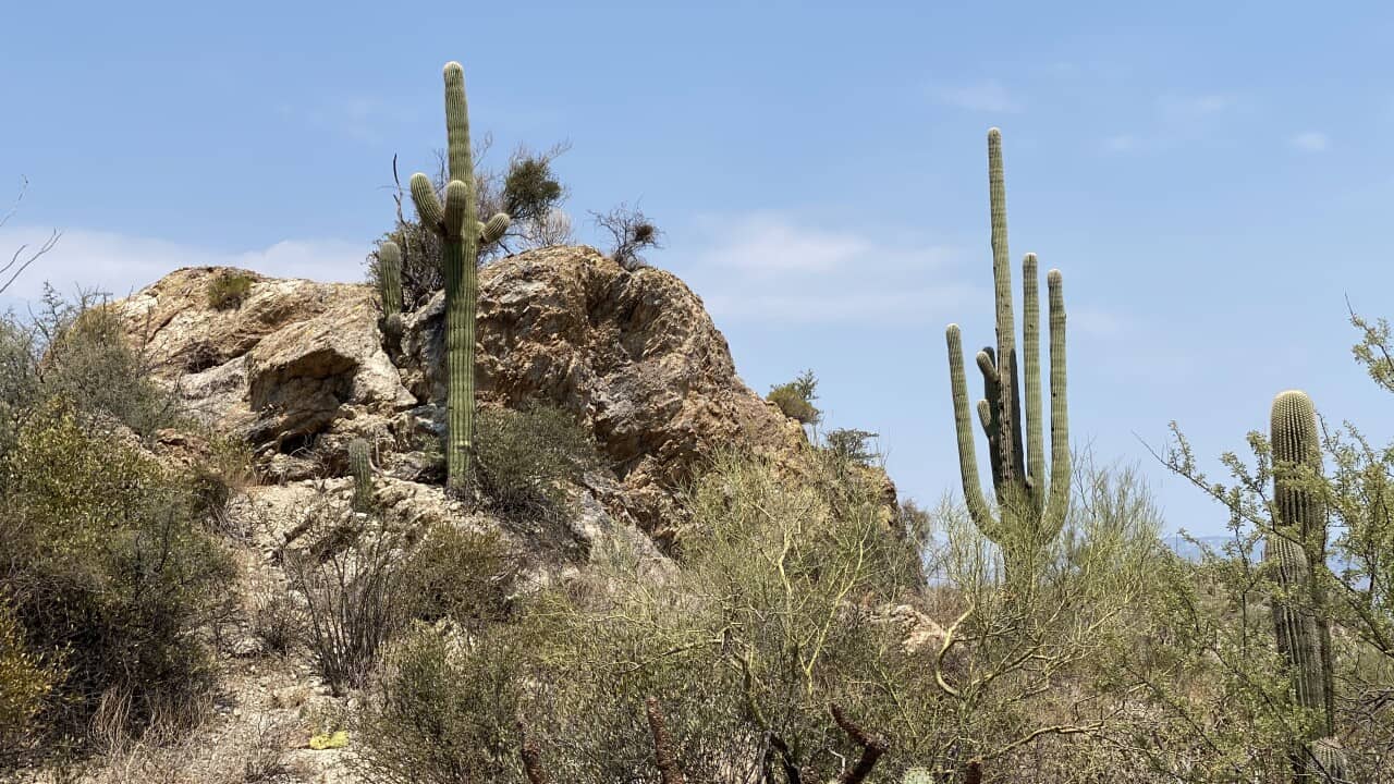 Cacti, rocks, and other foliage in Saguaro National Park