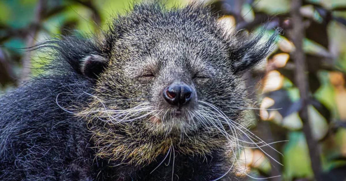 A furry animal with long whiskers, it looks kind of like a bear