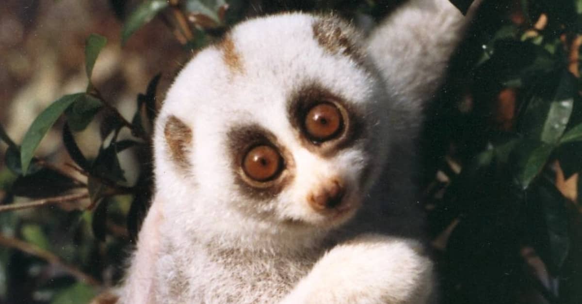 A white and brown lemur with big, brown eyes looking into a camera