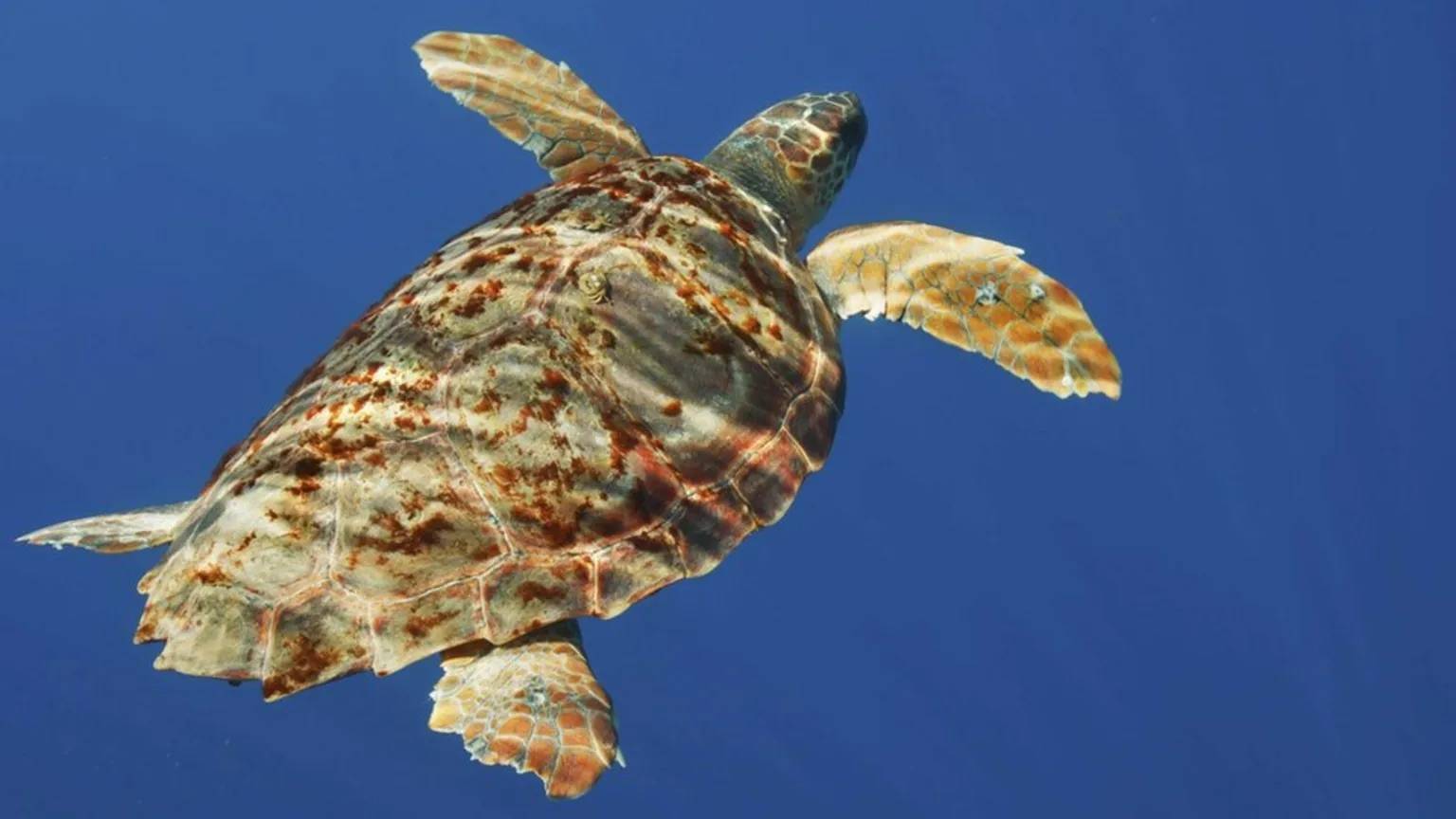 A loggerhead turtle swimming in blue water