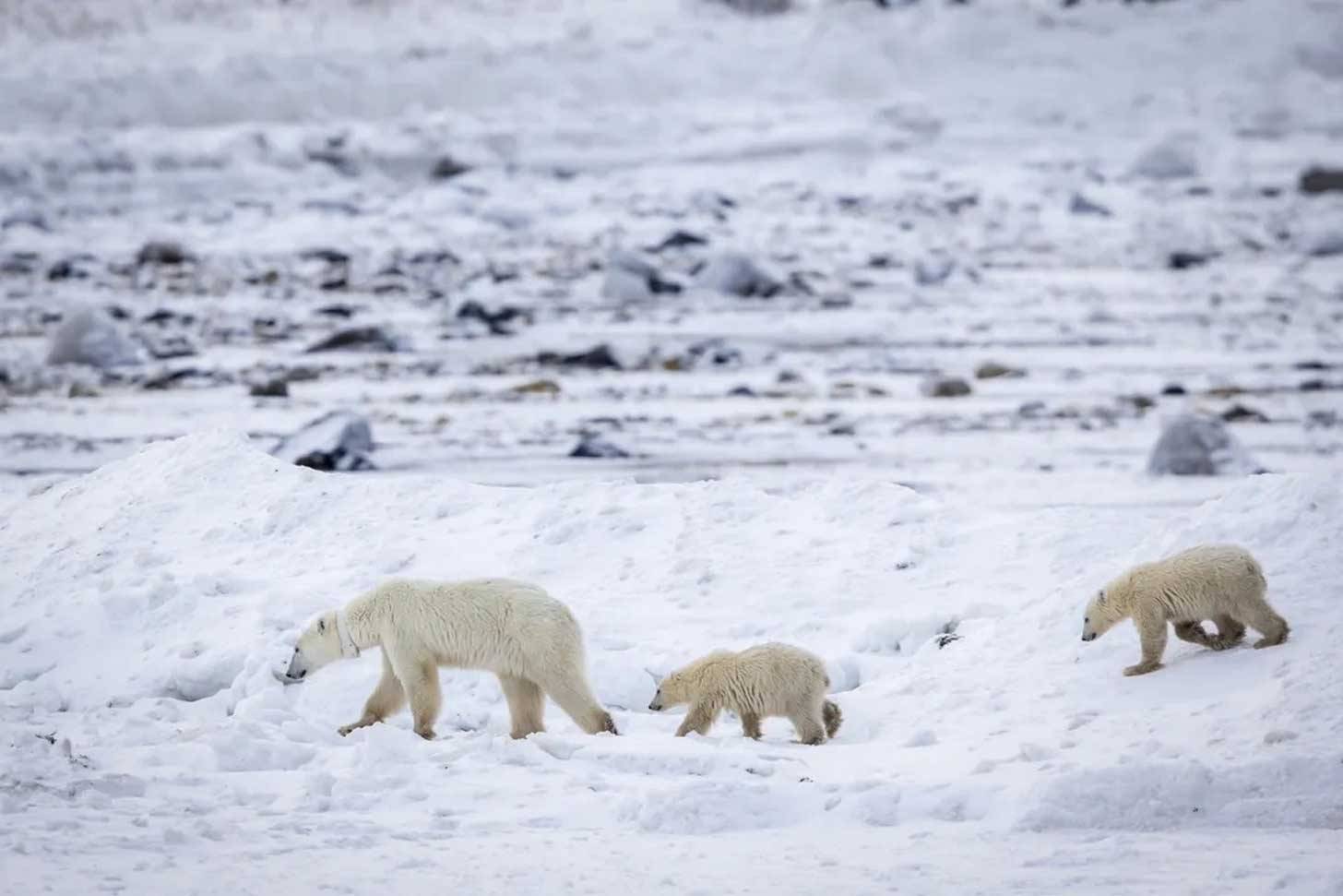 A mother polar bear with two cubs walking along snowy ground