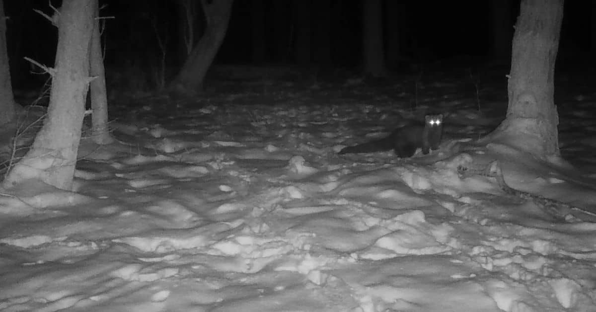 A black and white photo, there's a small animal in the snow near a tree