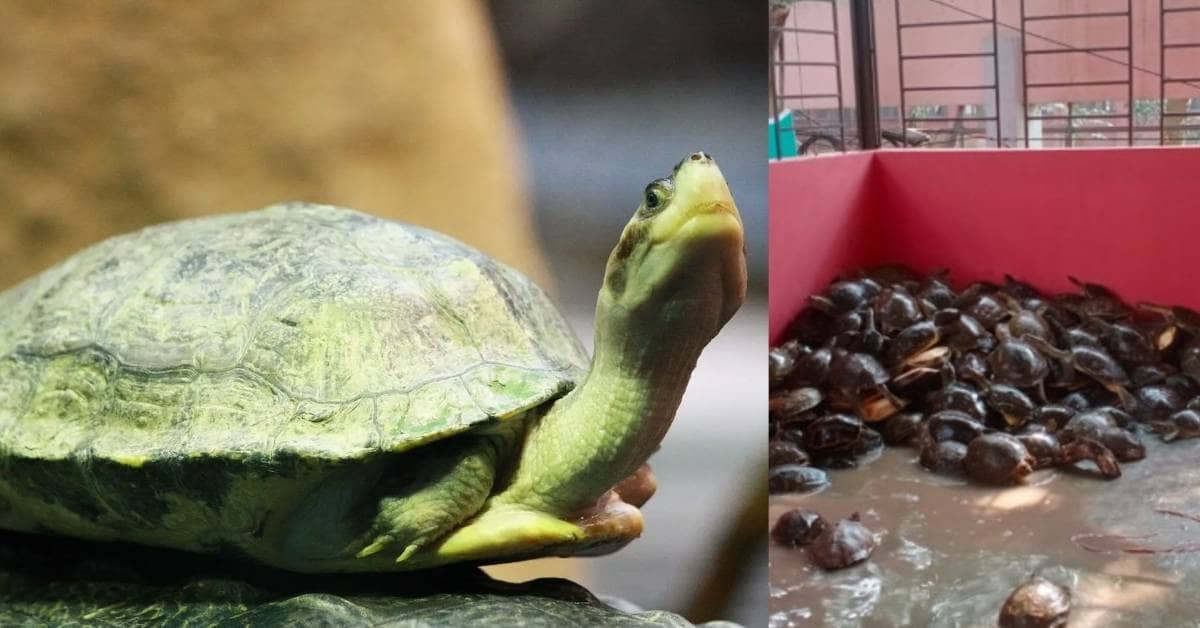 A green turtle, and photo of a pile of turtles in the corner of a warehouse