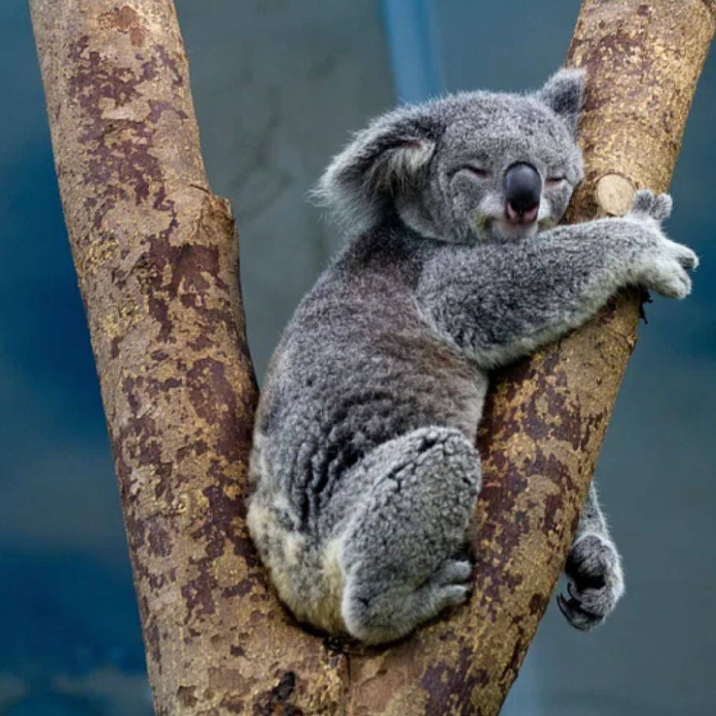 A koala bear in a tree sleeping