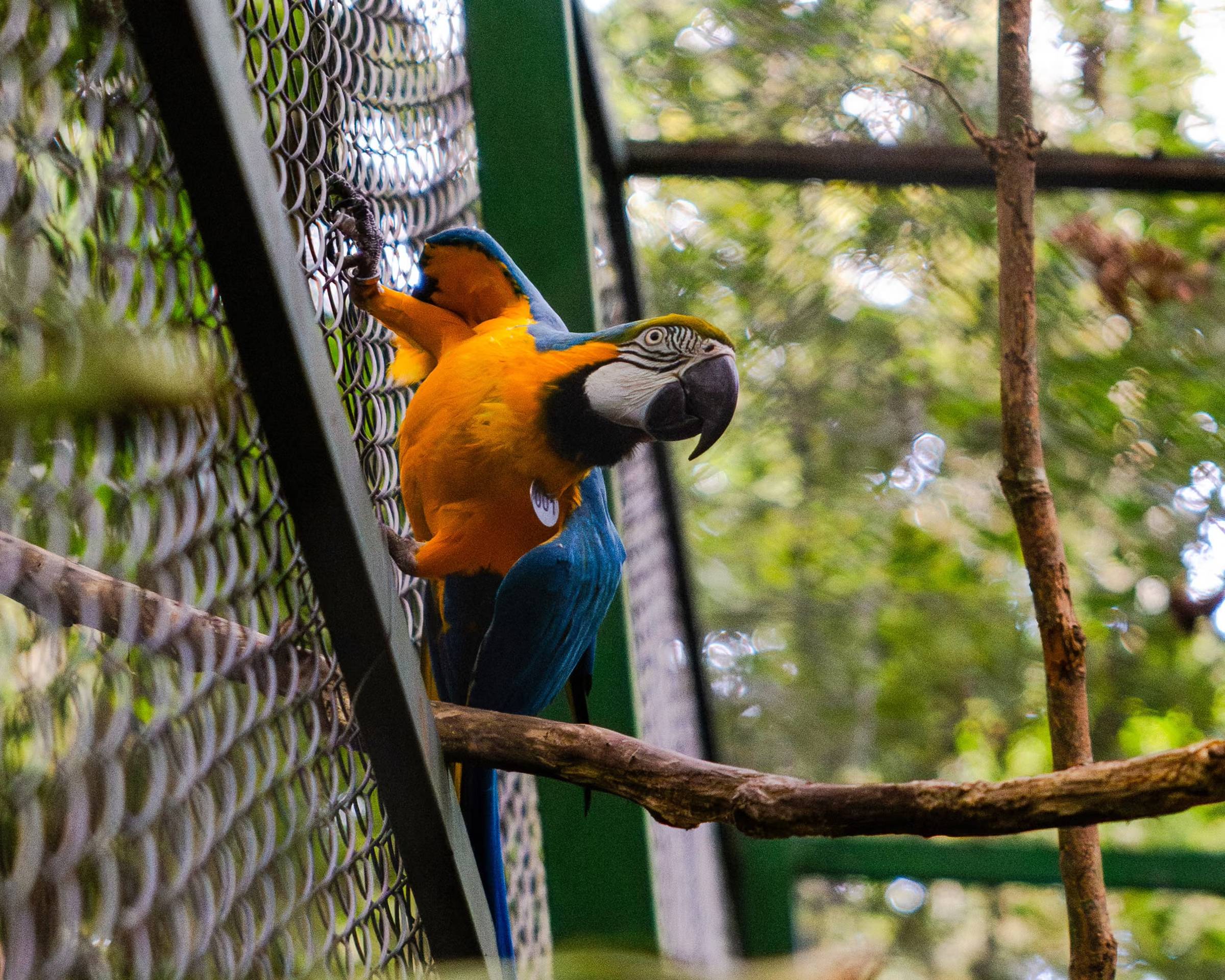 Blue and yellow macaw inside an enclosure