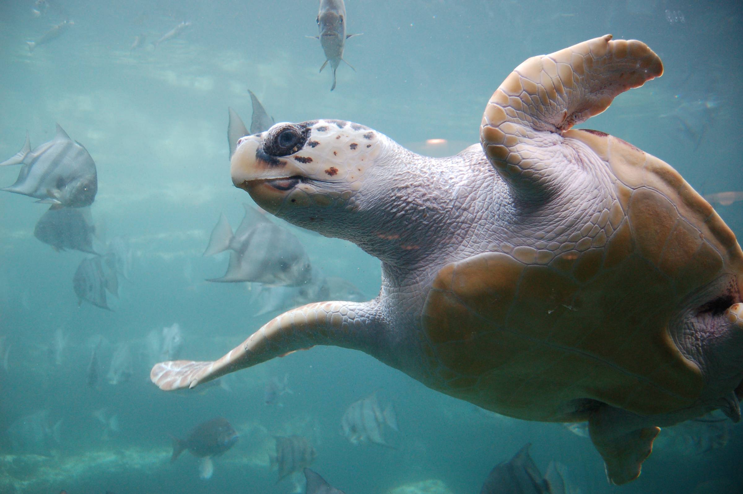 A sea turtle with a white head and brown shell swims underwater surrounded by fish and other marine life in turquoise water.