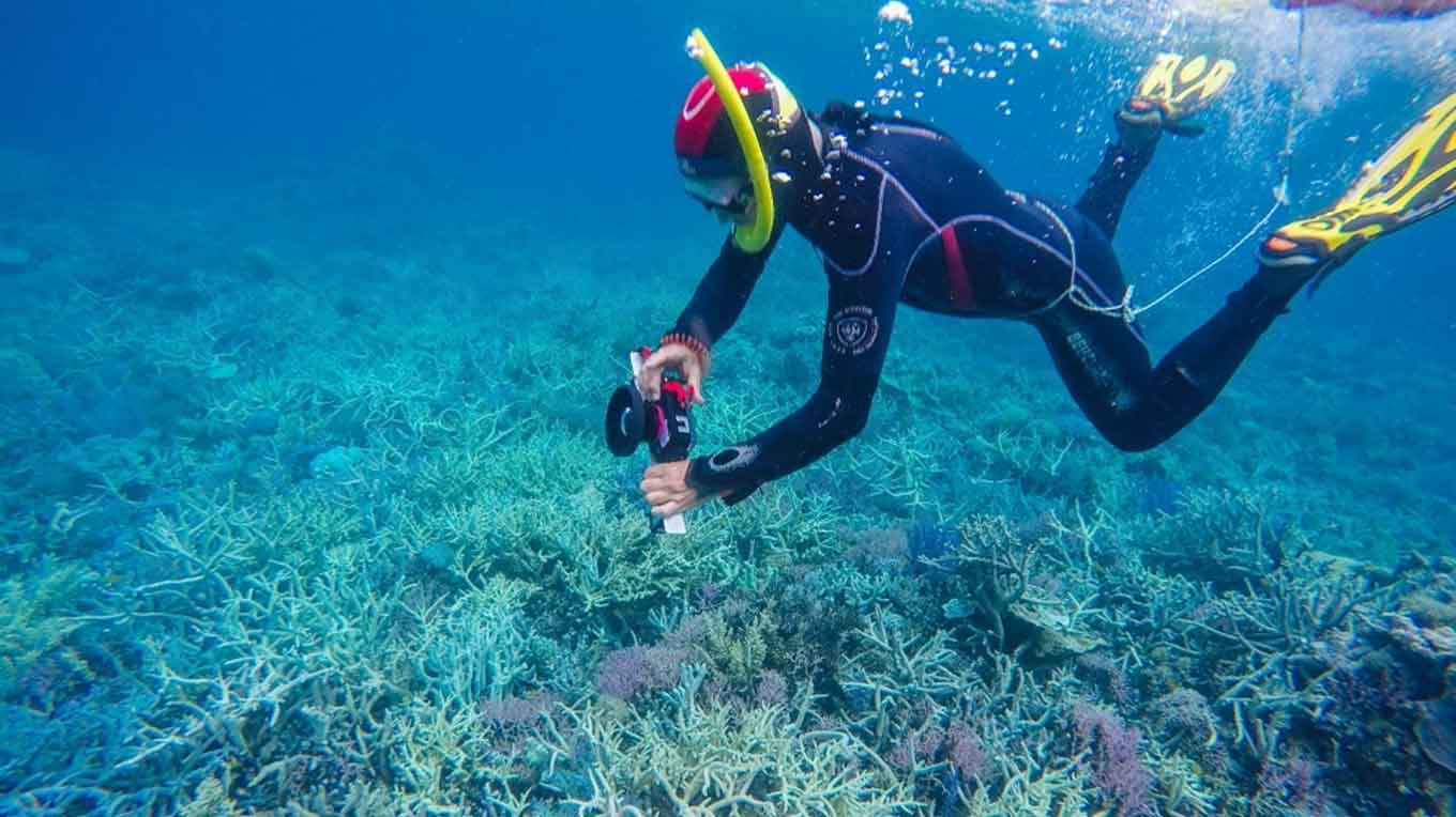 A diver in a wetsuit taking photos of a coral reef ecosystem