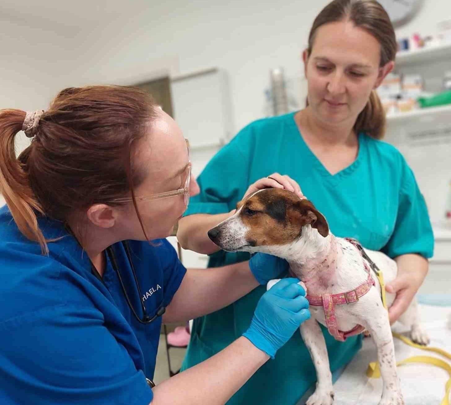 Two vets caring for a dog