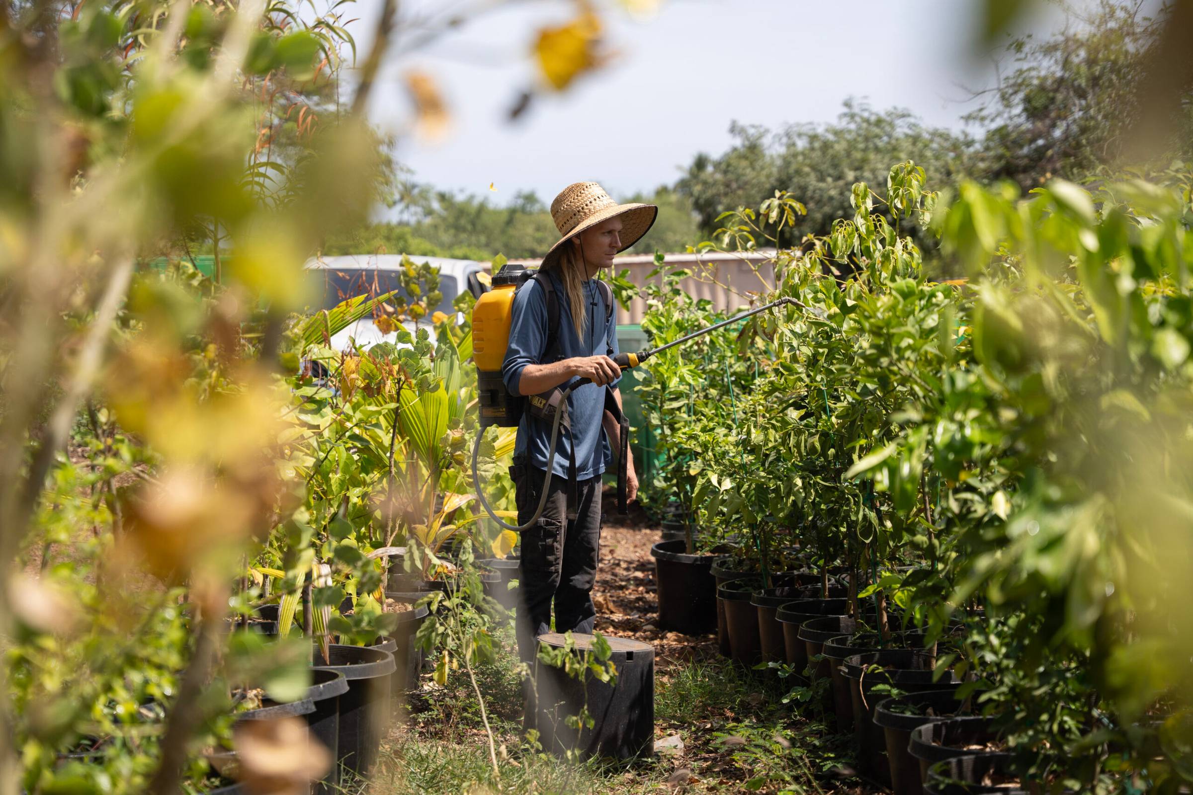 Person in a straw hat spraying trees in pots