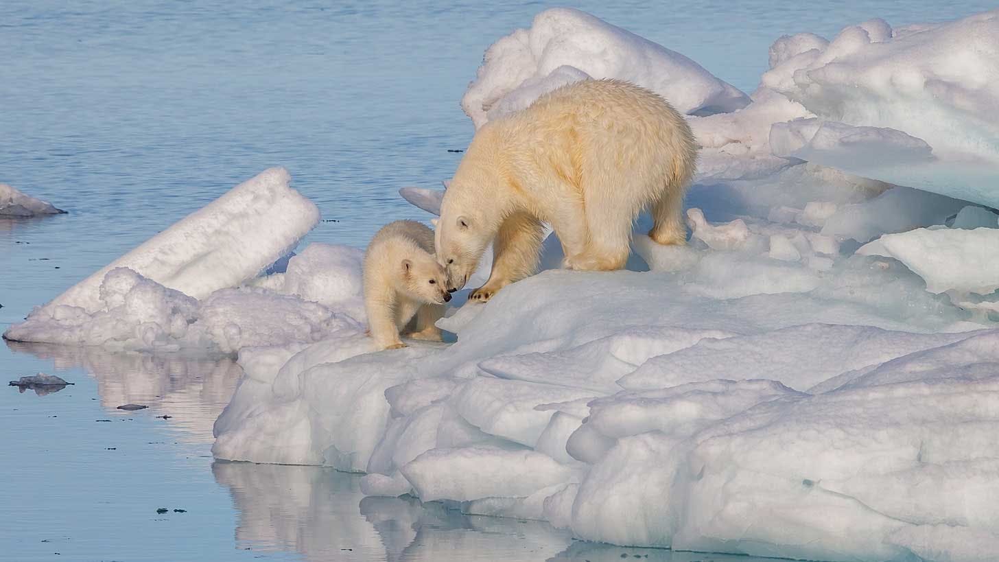 A polar bear mom and cub standing on a the edge of a large patch of ice