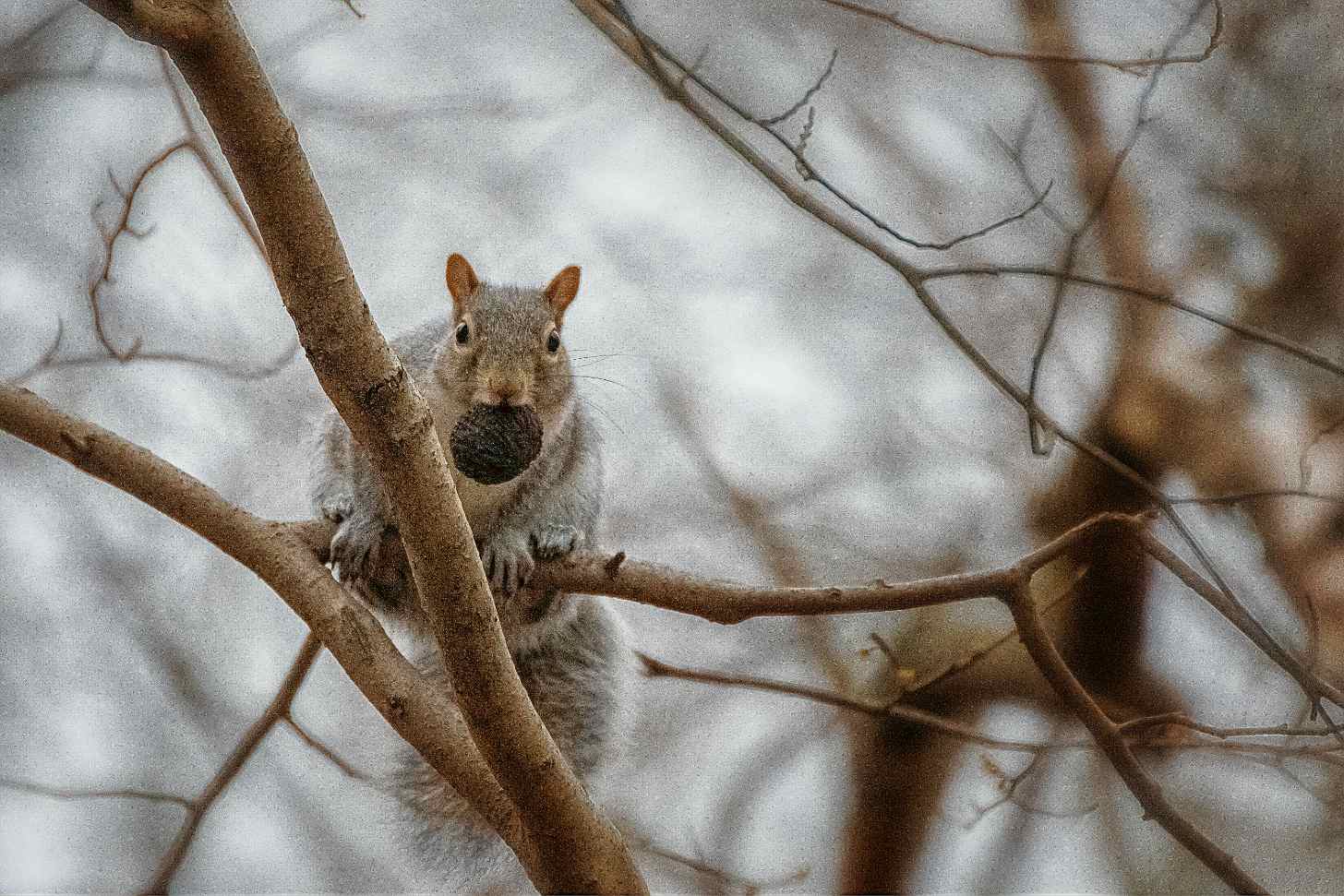 A small brown squirrel perches on a bare branch against a snowy background, holding a dark object in its mouth.