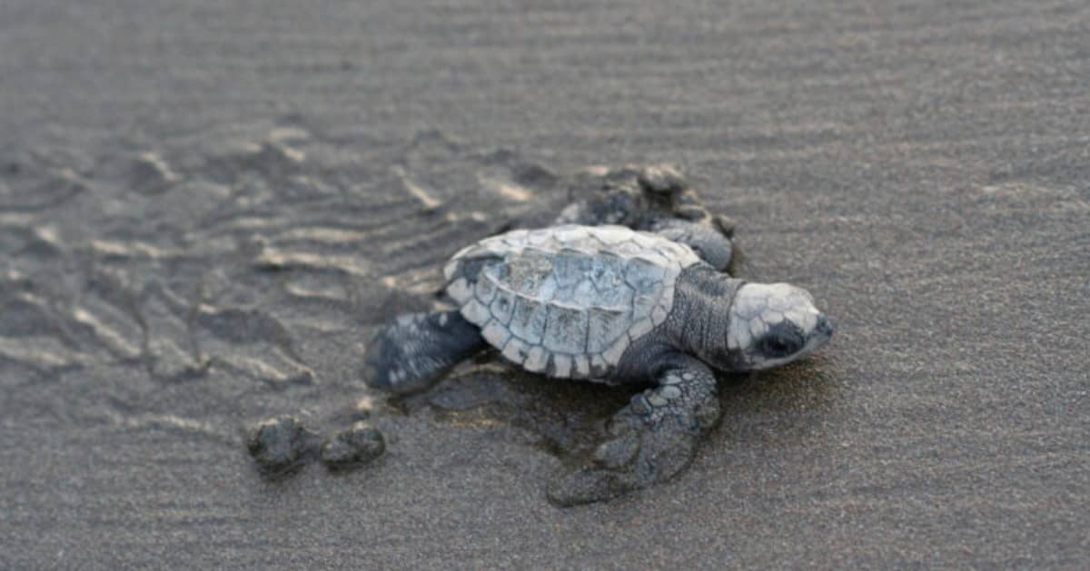 An olive ridley turtle hatchling crawling across the wet sand
