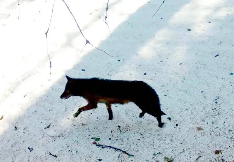 Gray wolf walking in snow
