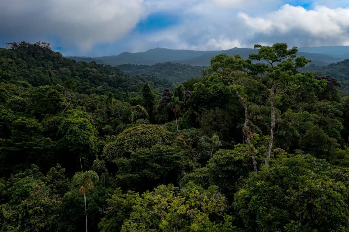 A vast tree canopy with mountains and cloudy blue sky in the background