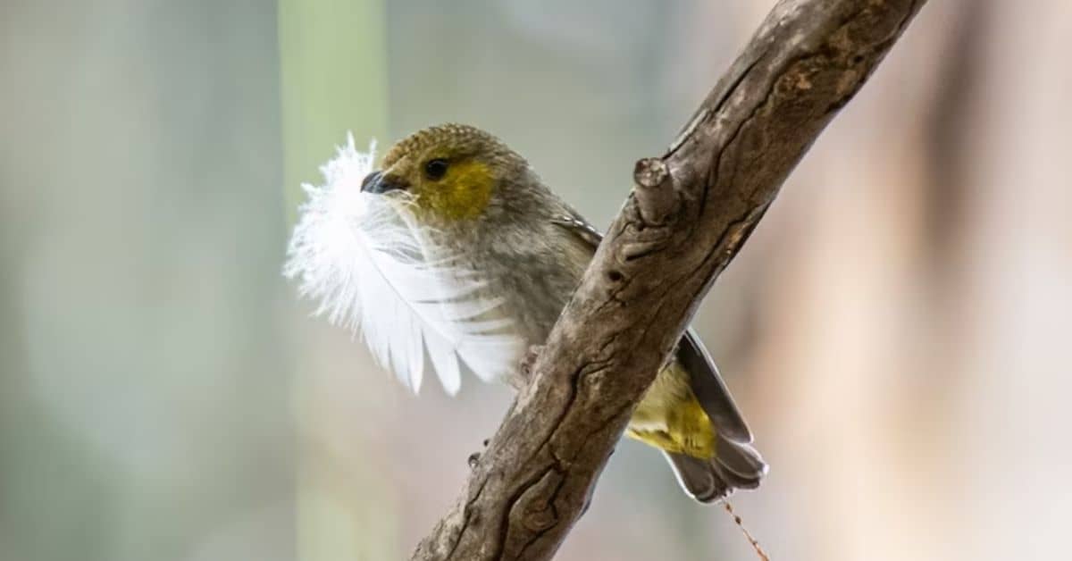 A bird on a branch holding a white feather in its mouth