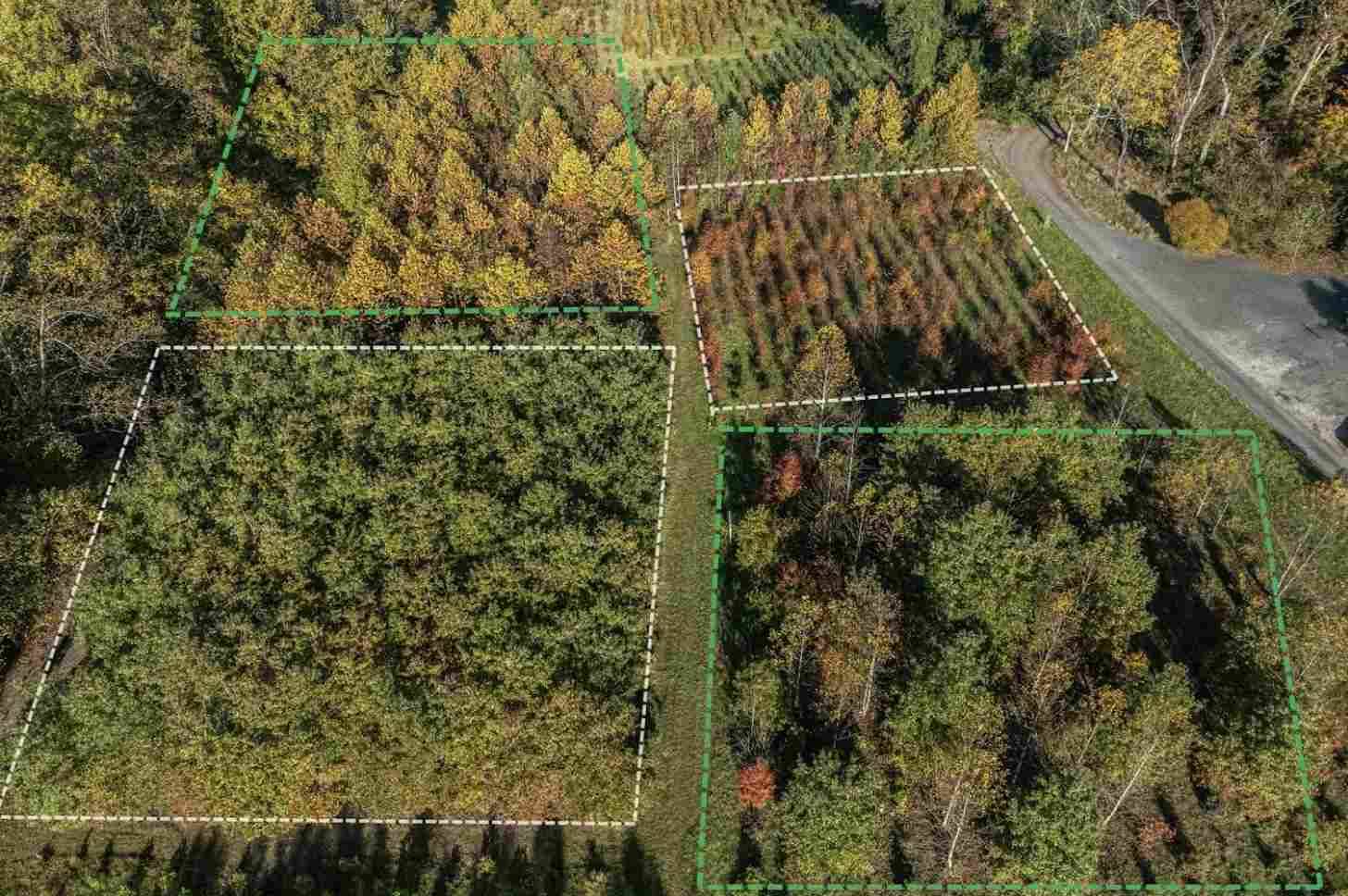 Aerial view of four plots of trees with dotted lines mapped around them