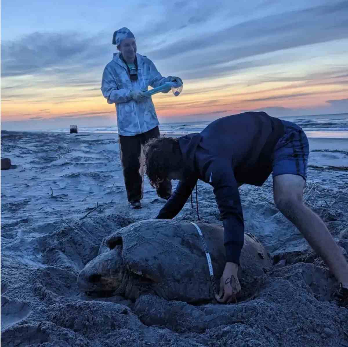 Two people measuring the shell of a large sea turtle in its nest on a beach