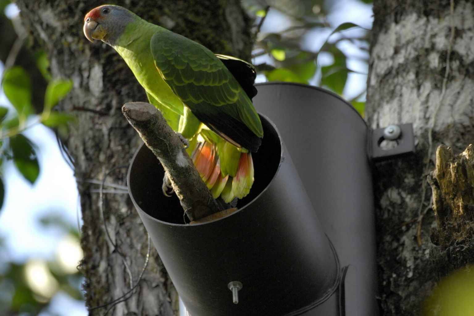 A bird in a black pvc nest