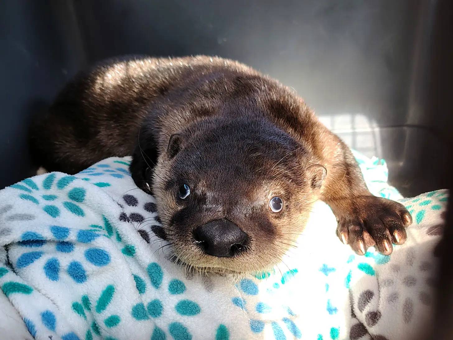 A small brown and tan mammal with a dark nose and whiskers lies on a patterned blanket with blue and teal spots, looking directly at the camera with one paw extended.