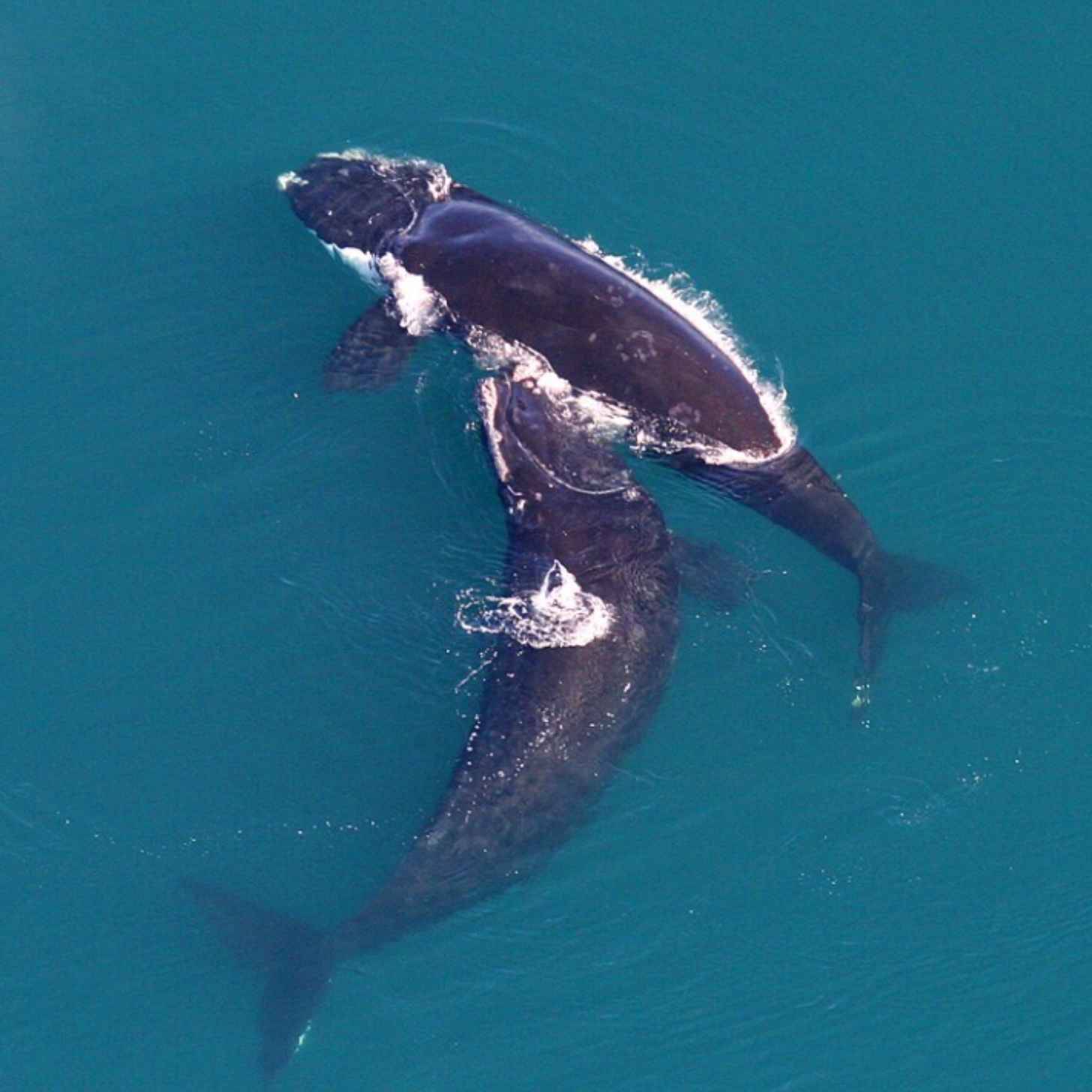 Two right whales seen from overhead in the water