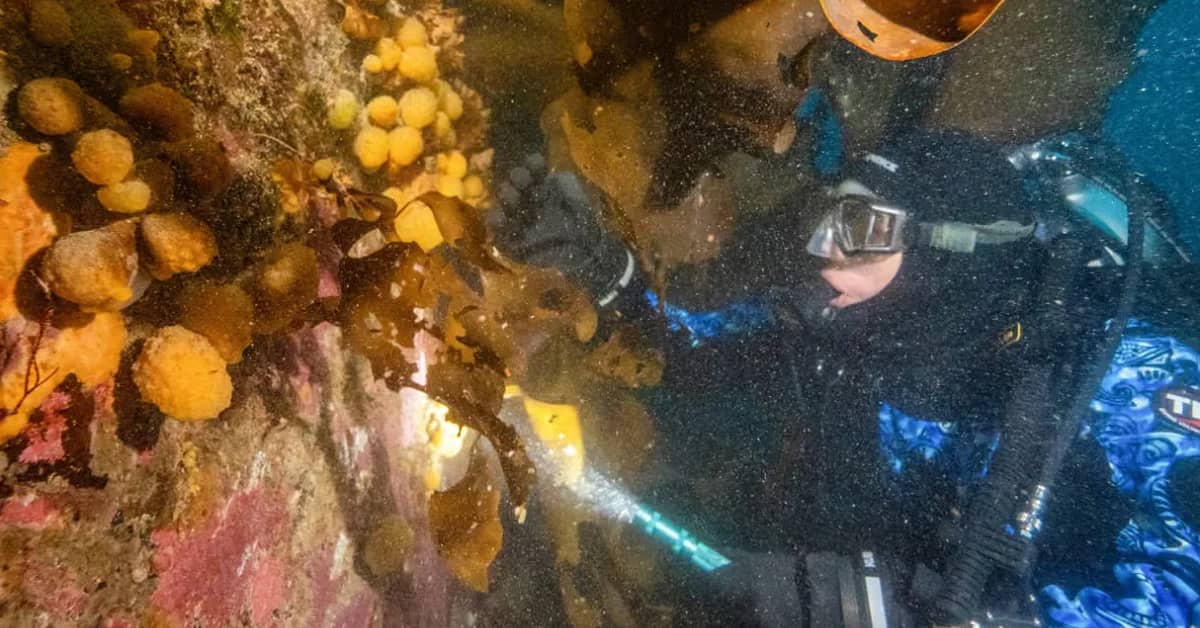 A scuba diver in a wetsuit and mask shines a light on a rocky underwater surface covered with yellow spherical organisms and pink and brown encrusting life forms.