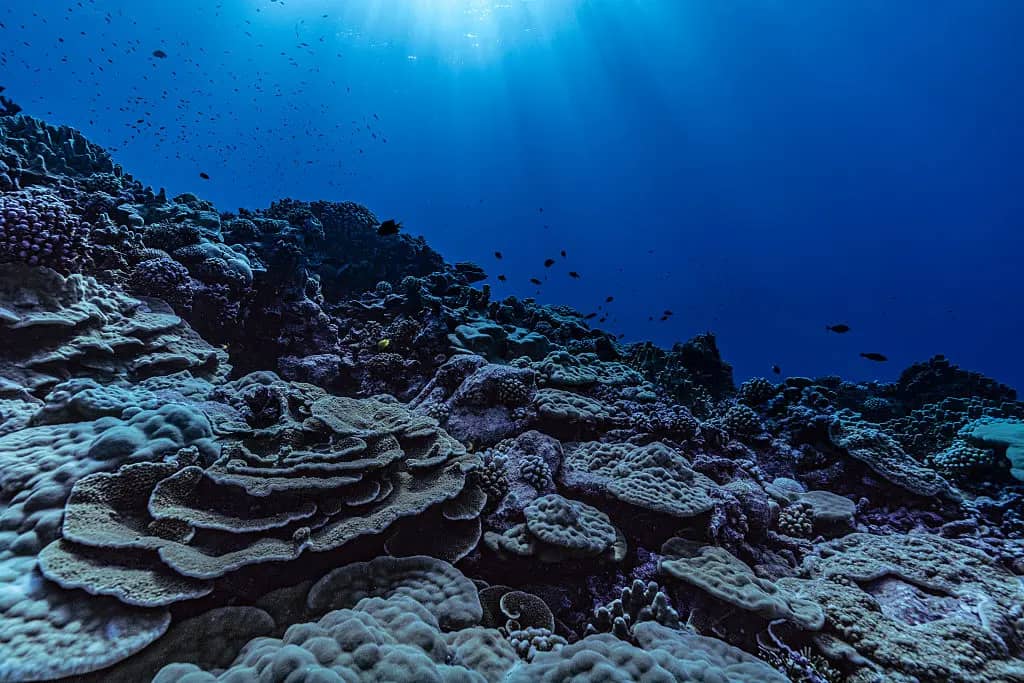A coral reef in dark blue water