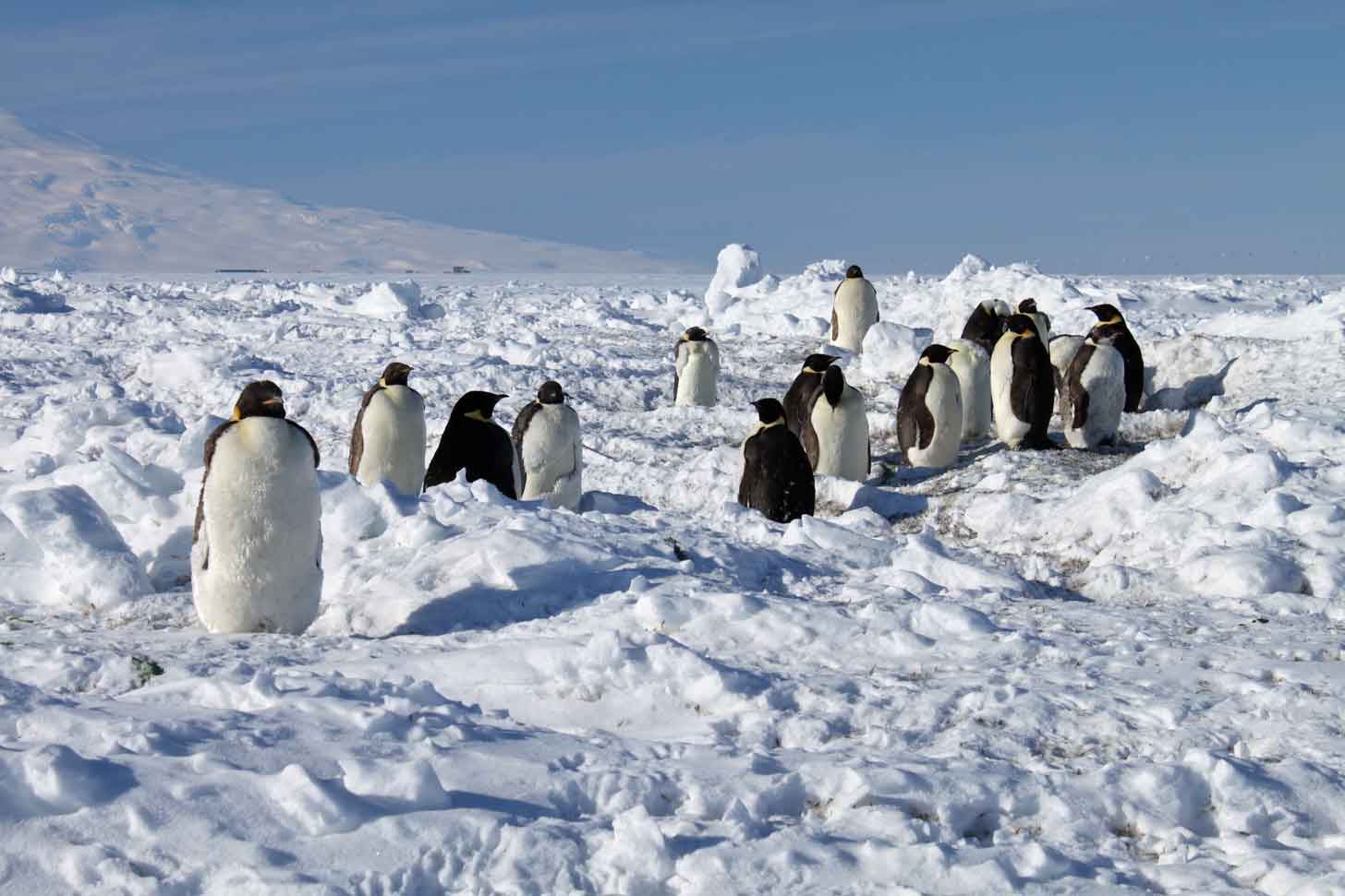 A group of penguins standing on snowy ground