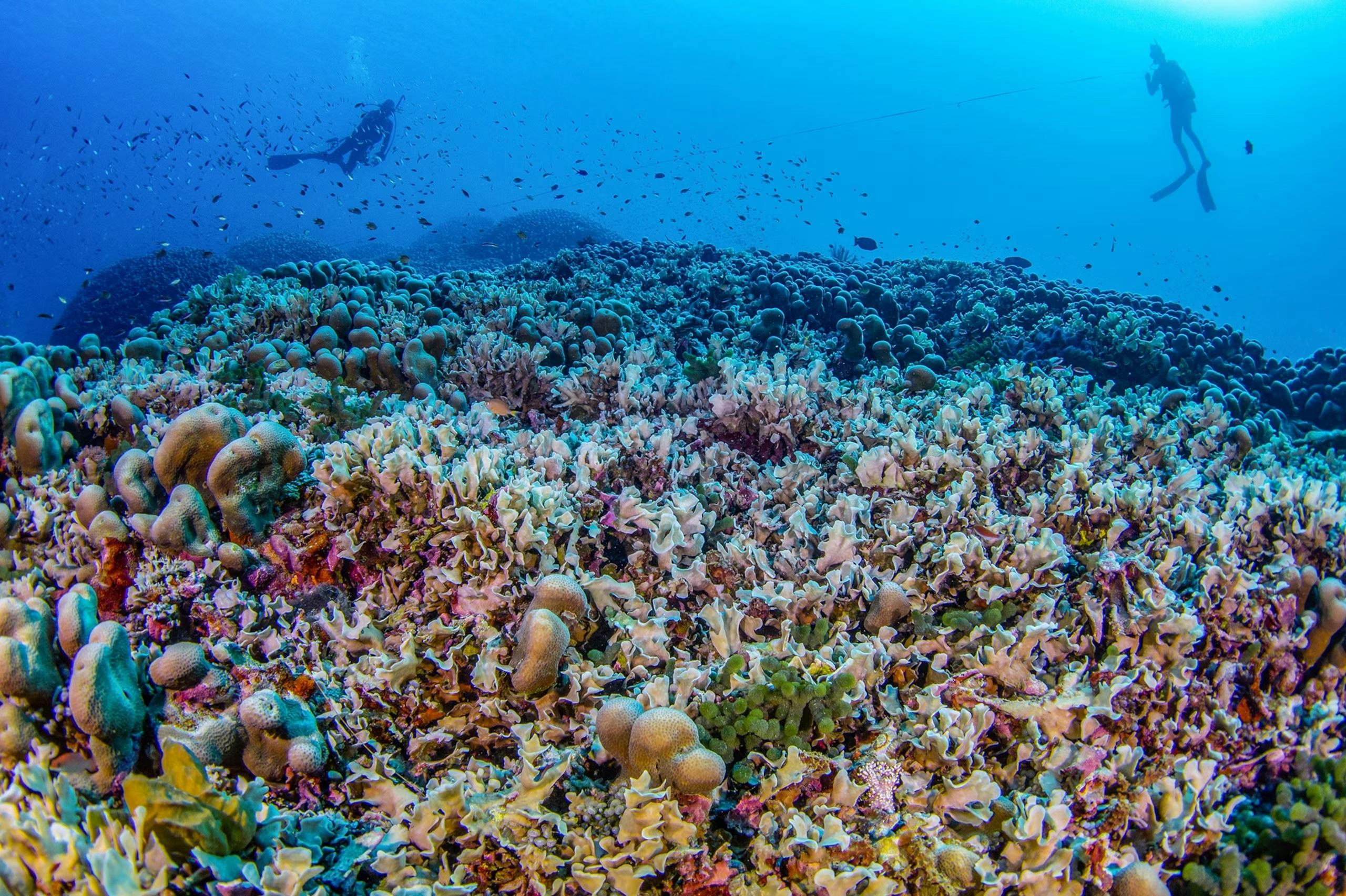 A huge coral reef with two divers silhouettes in the distance